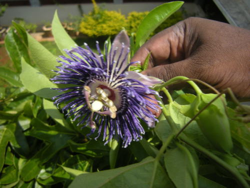インドの花
