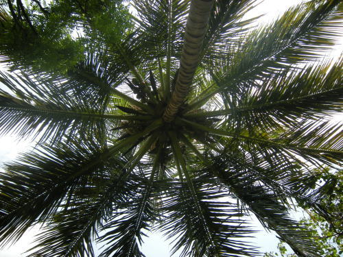 葉を茂らせた椰子の木