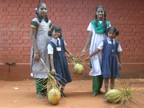 女の子も椰子の実運びのお手伝い