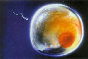 卵子と精子