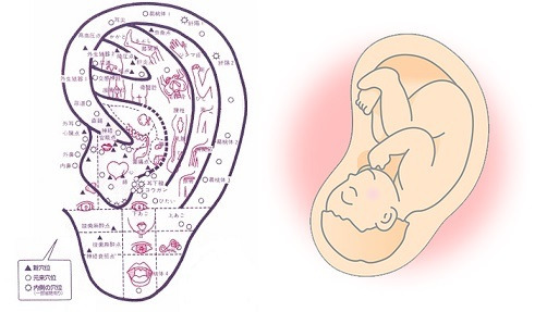 胎児と耳ツボ