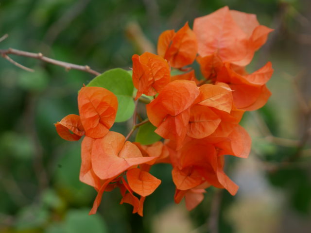 南インドの花