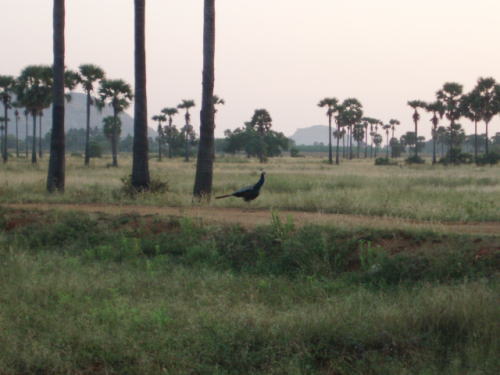 南インドの孔雀