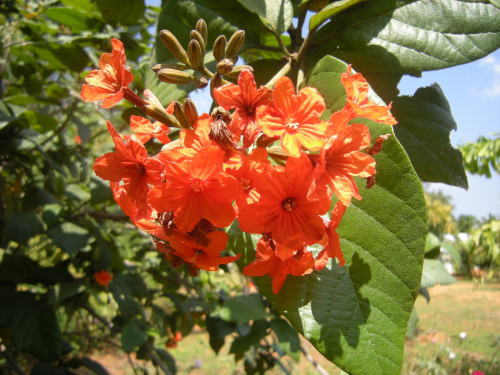 インドの花
