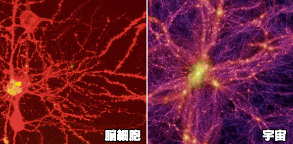 脳細胞と宇宙